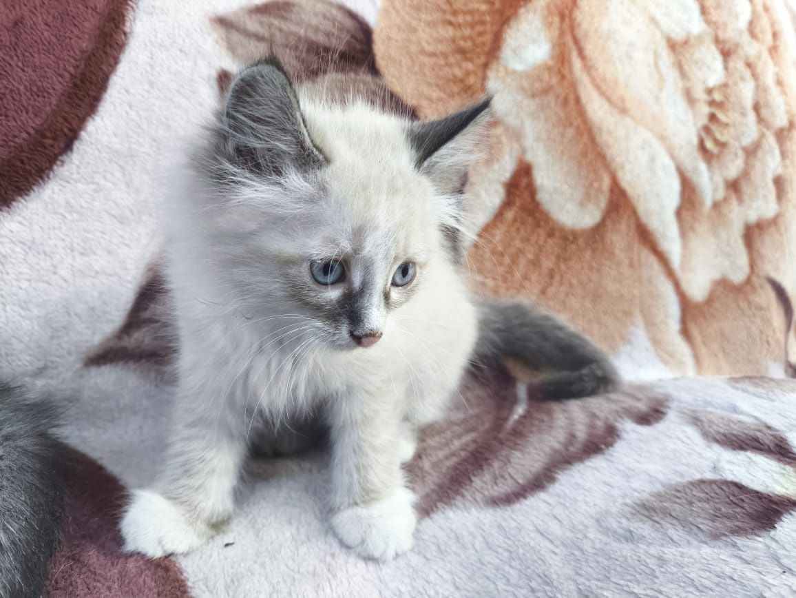 Отдам котят бесплатно