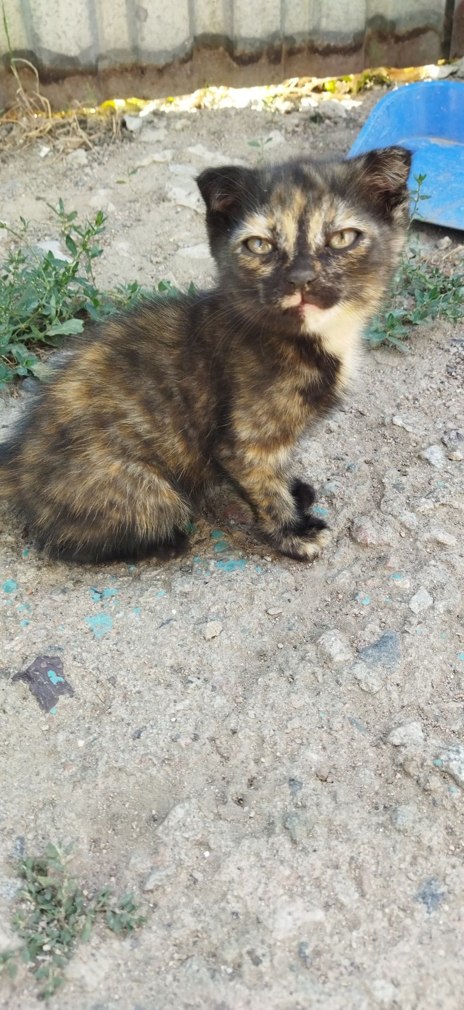 Котята даром в добрые руки