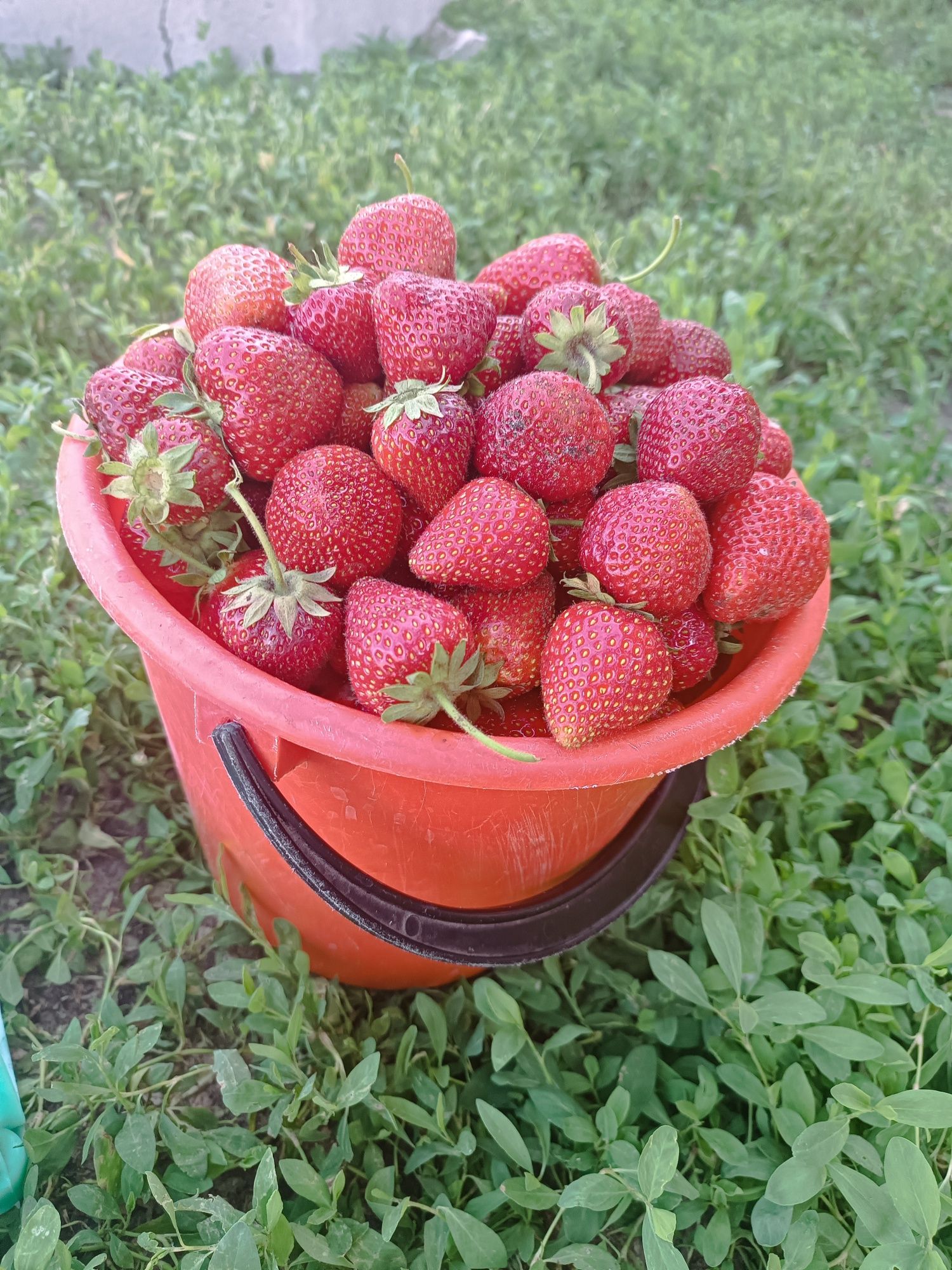 Продам саженцы клубники 500 тг.
