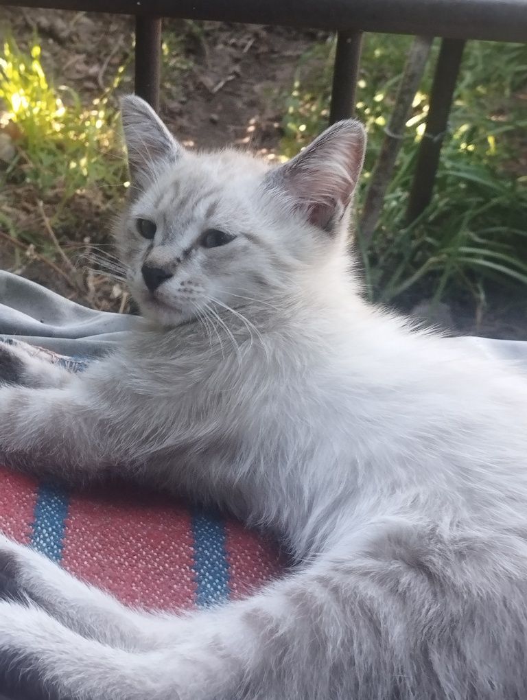 Котят в добрые руки