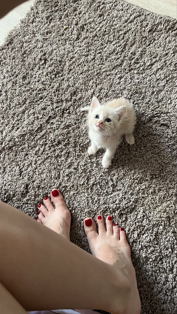 Котят в добрые руки