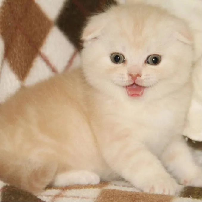 вислоушки и прямоушки котята