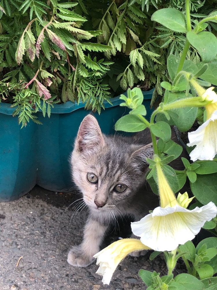 Отдам котят в добрые руки- 1 мальчик и 2 девочки. Возраст- 2,5 месяца.