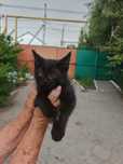 Отдам котят в добрые руки.