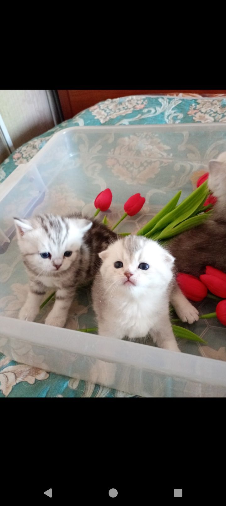 Продам шотландскую кошечку скотиш страйт с документами.
