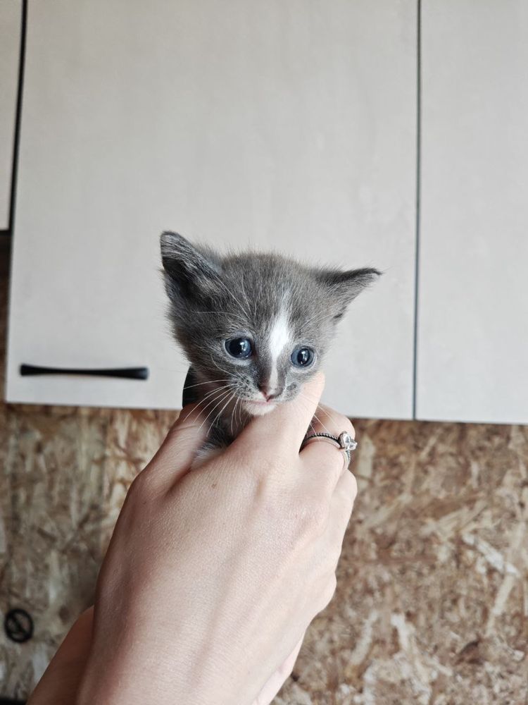Отдам котят в добрые руки. Бесплатно