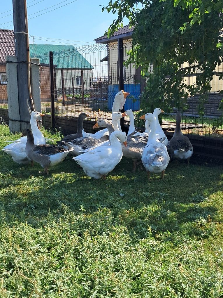 Продам домашних гусей