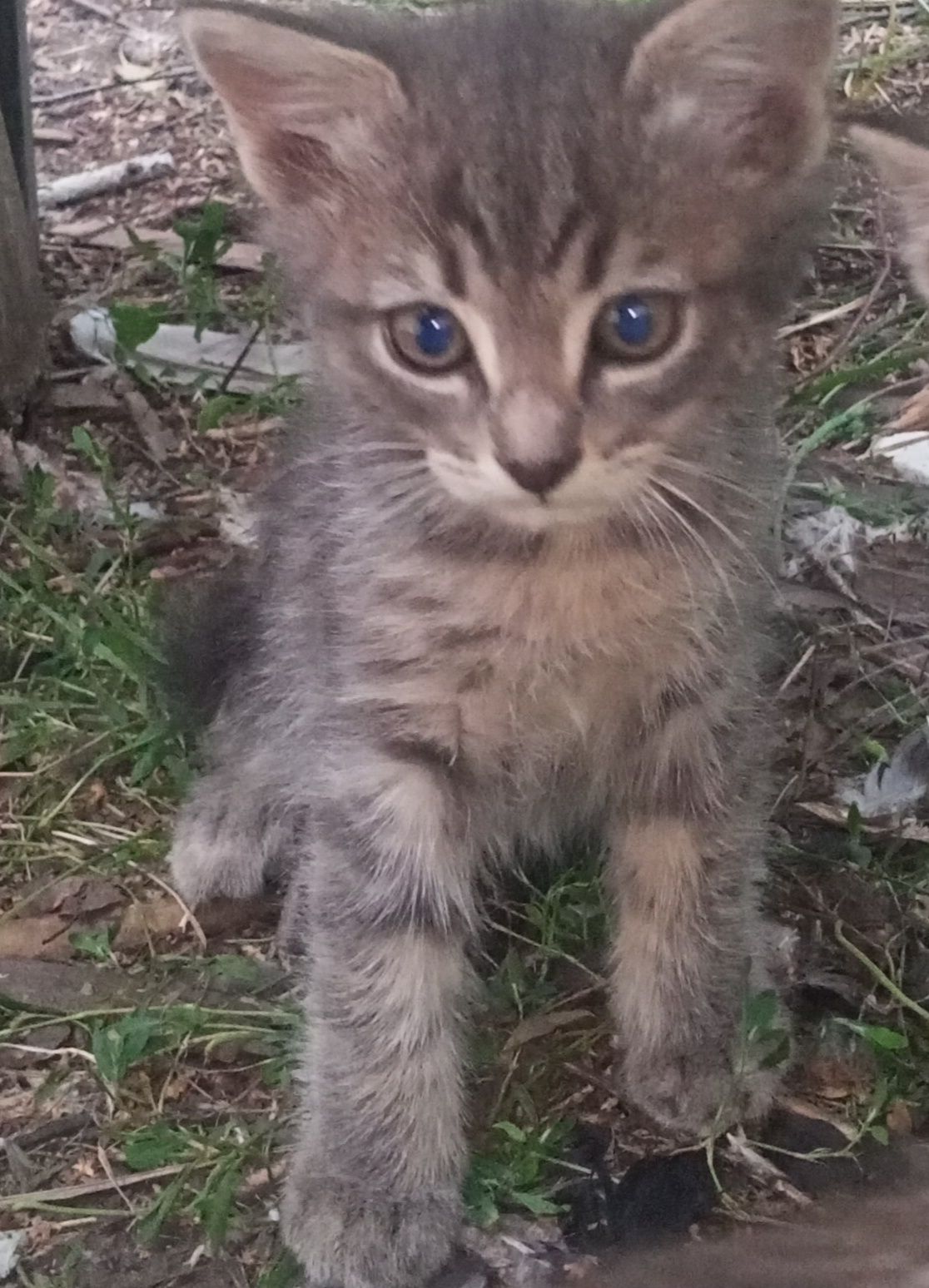 Отдам котят в хорошие руки