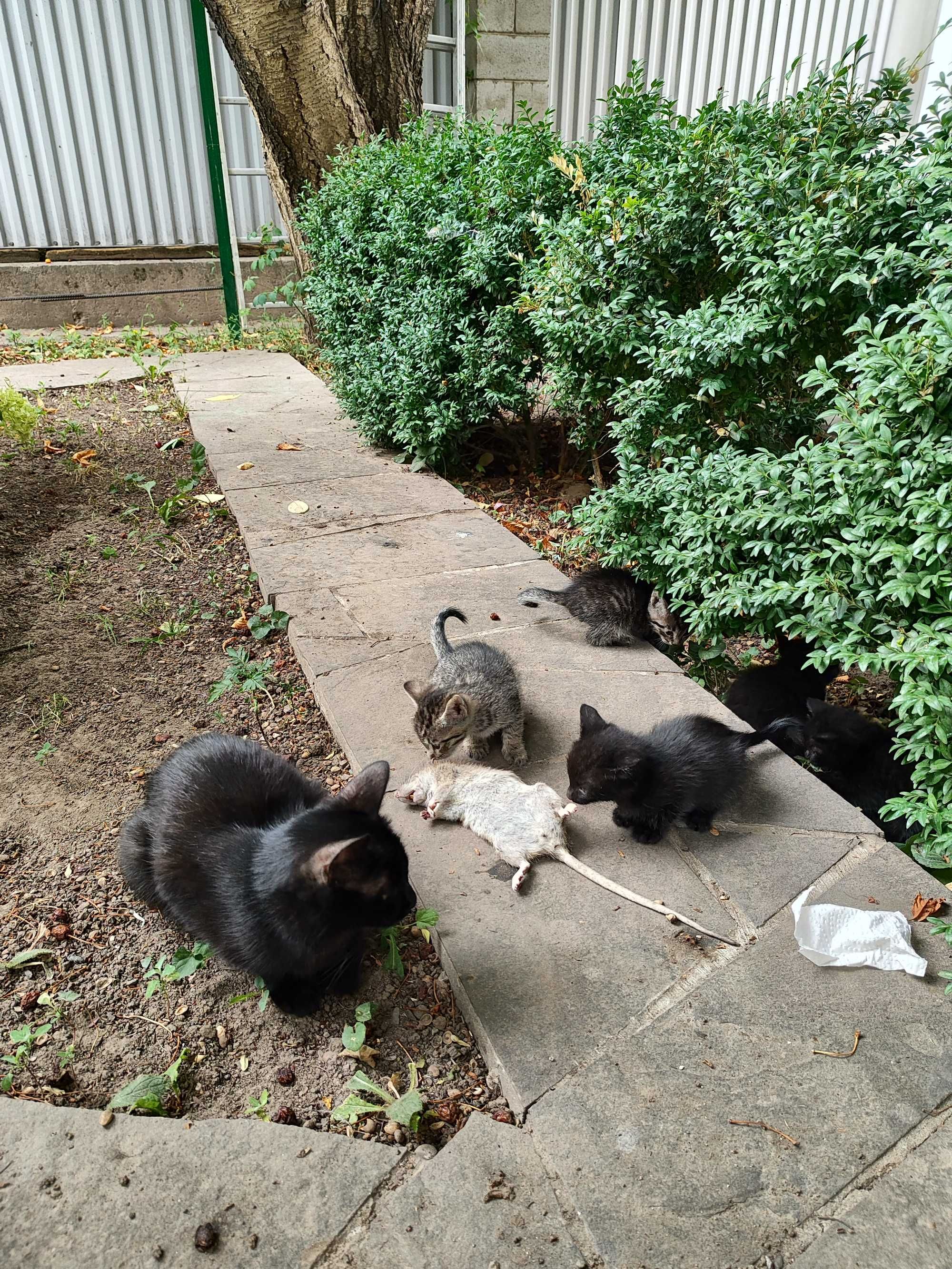 Крысоловы котята
