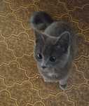 Отдам котенка девочка 3 месяца. И котята возраст 2 месяца. Мальчики