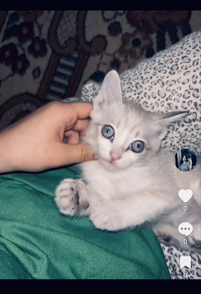Отдам котенка в добрые руки
