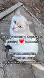 Красивой кошечке нужен дом!