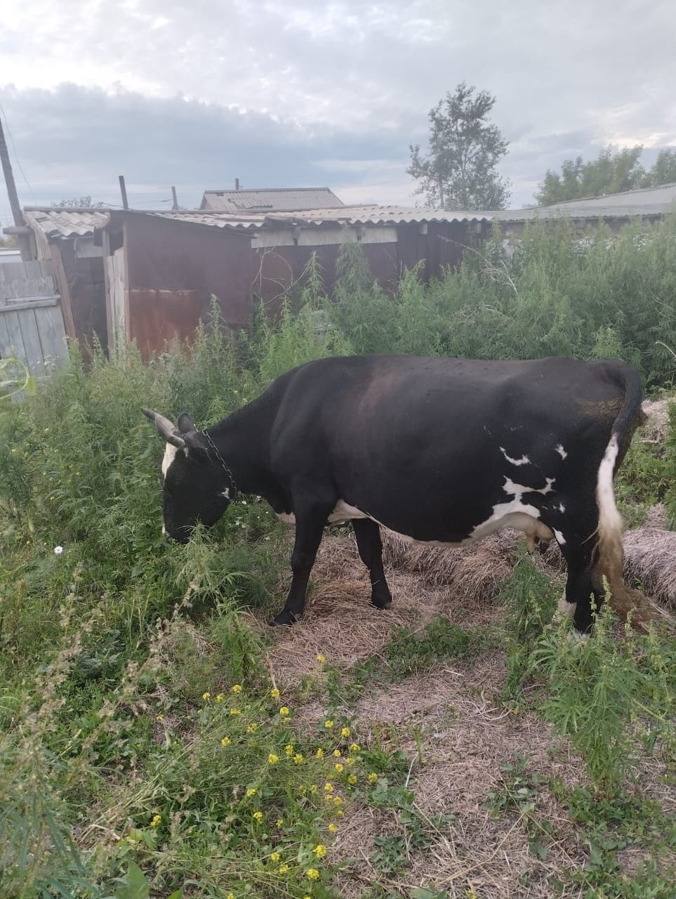 Продам коров не дорого
