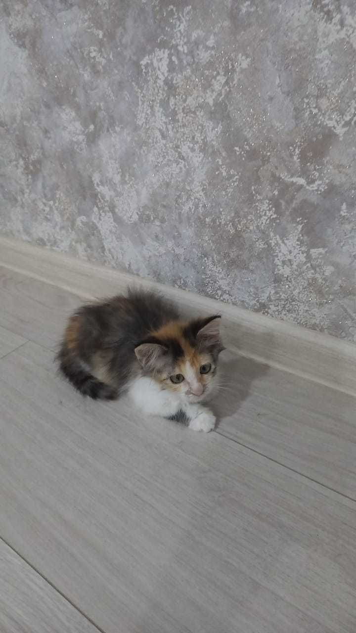 Котенок в добрые руки