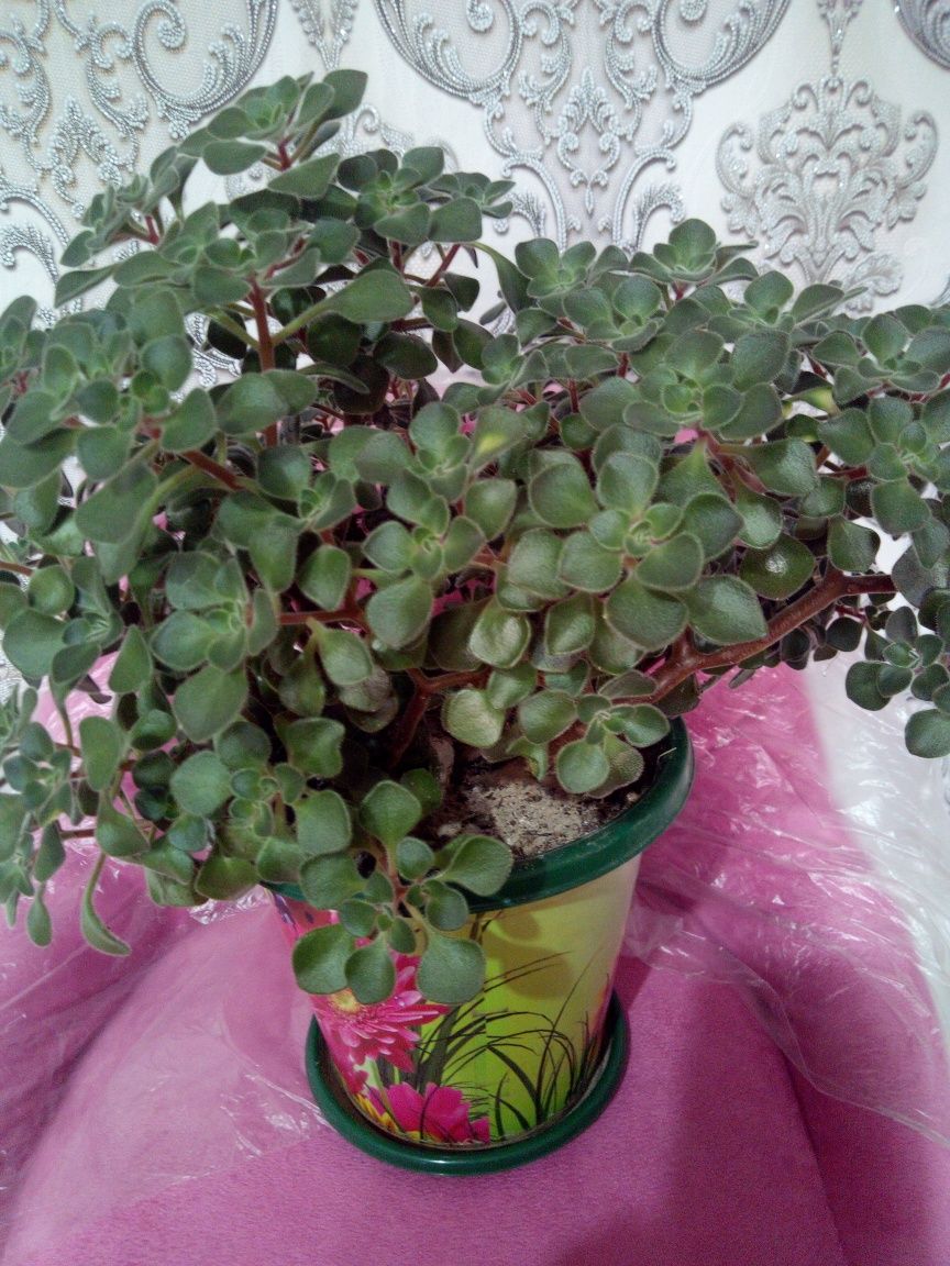 Продаю аихризон (дерево любви).