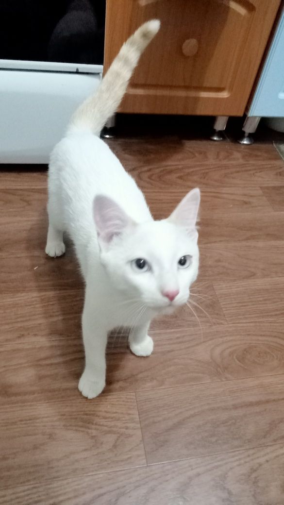 Котик ищет дом , 4 месяца