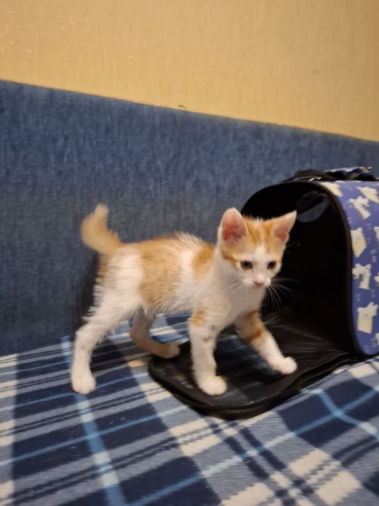 Котёнок 2 месяца в добрые руки