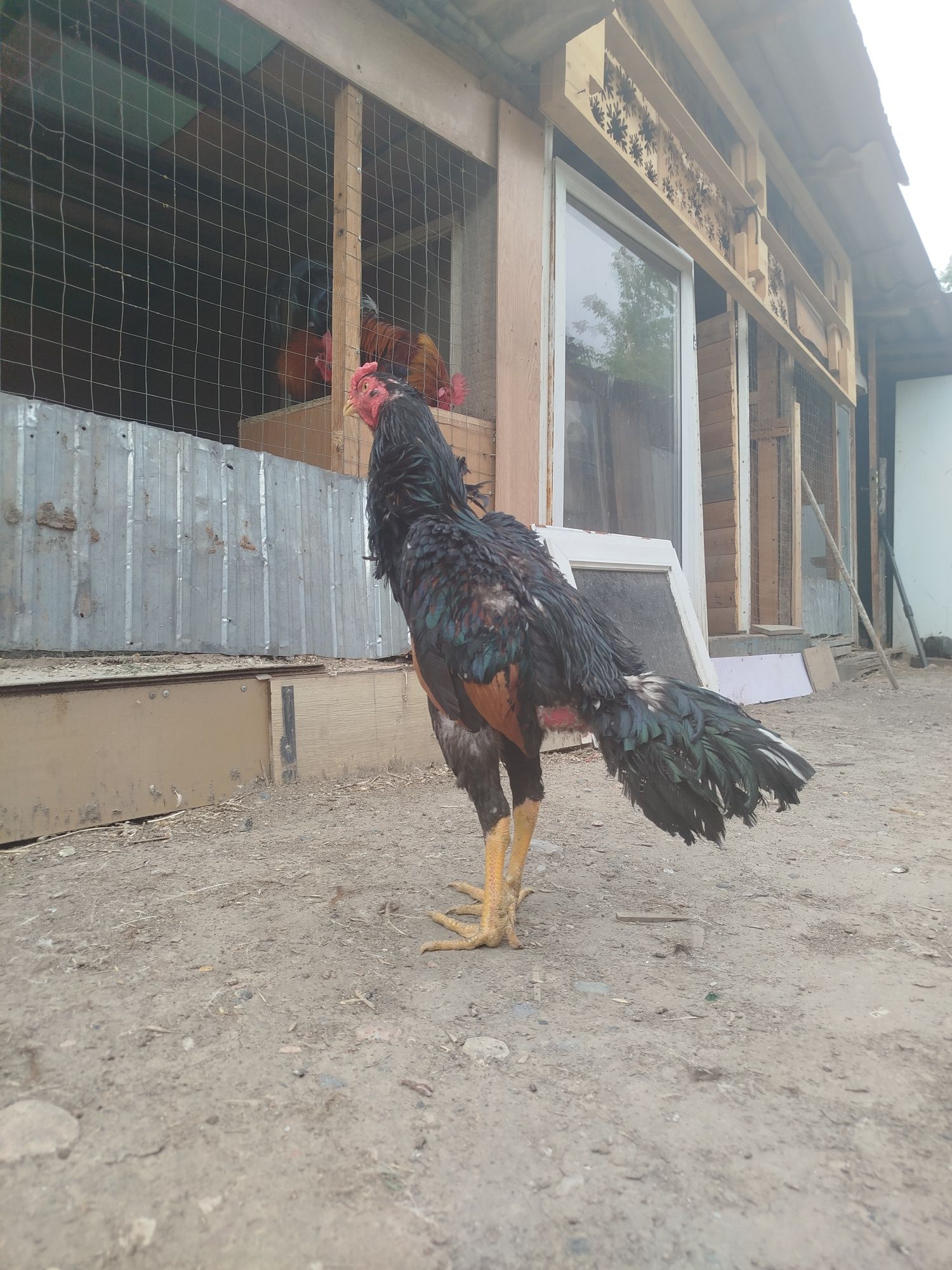 Дакан продам дакан