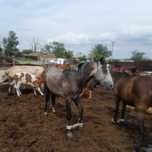 Продам Айғыр 4,5