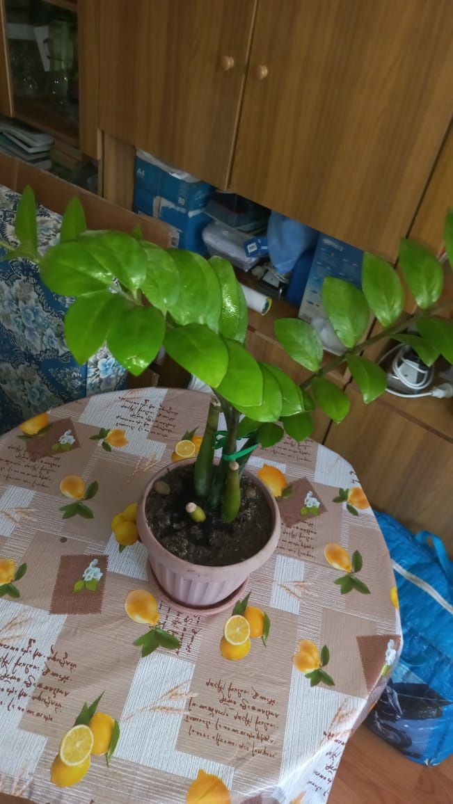 Продам Дерево Долларовое Высота 72 см. Для Дома и Офиса