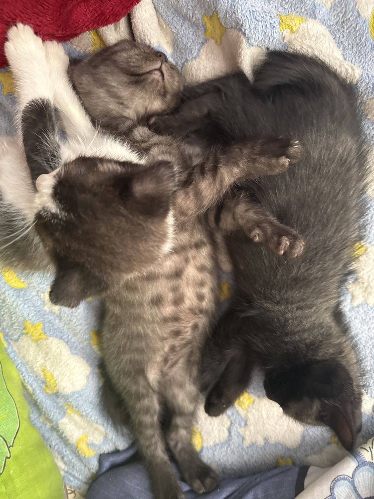 Отдам котят 1,5 месяца.