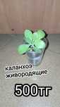 Цветы, разные, дешево