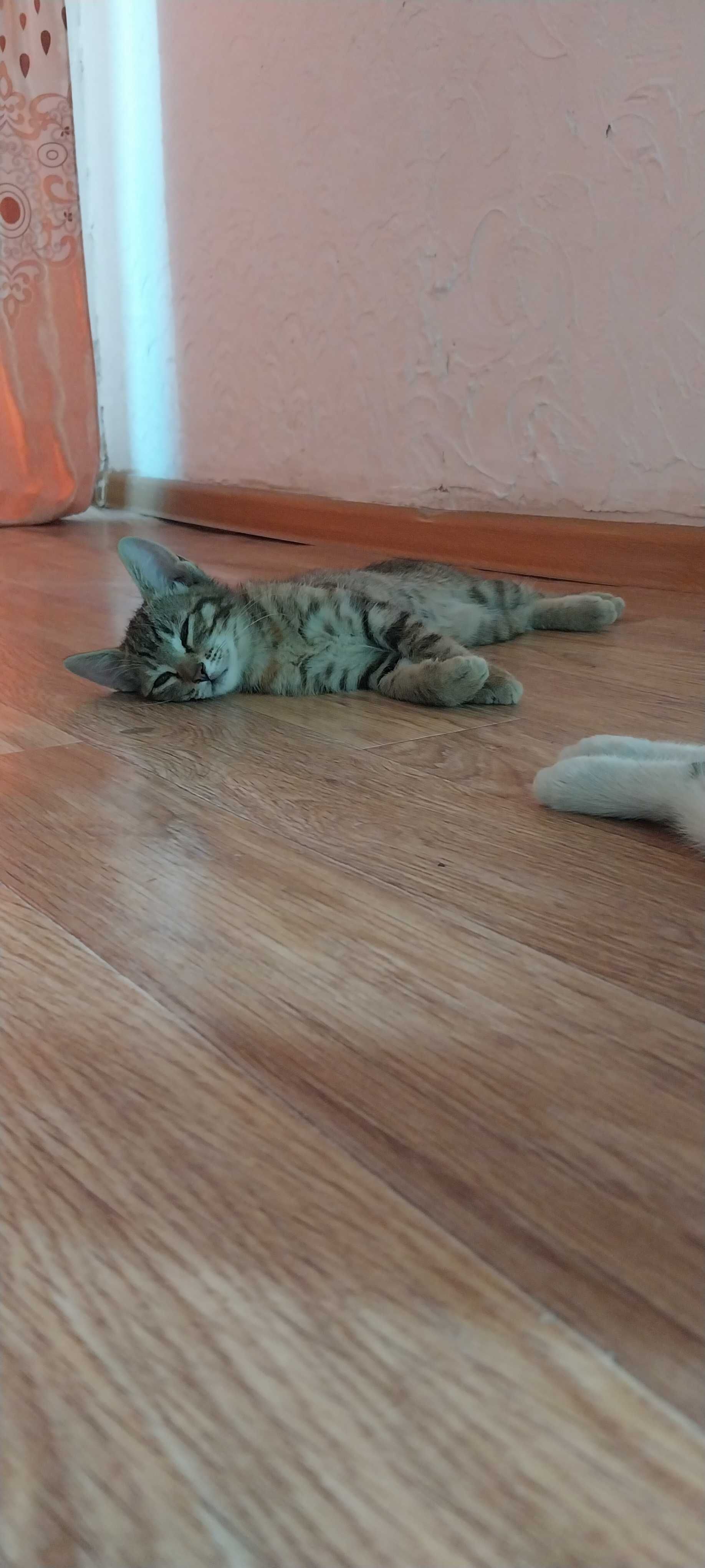 Отдам  в добрые руки котят
