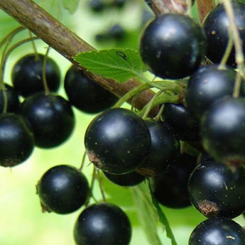 Продам саженцы чёрной смородины Голубка