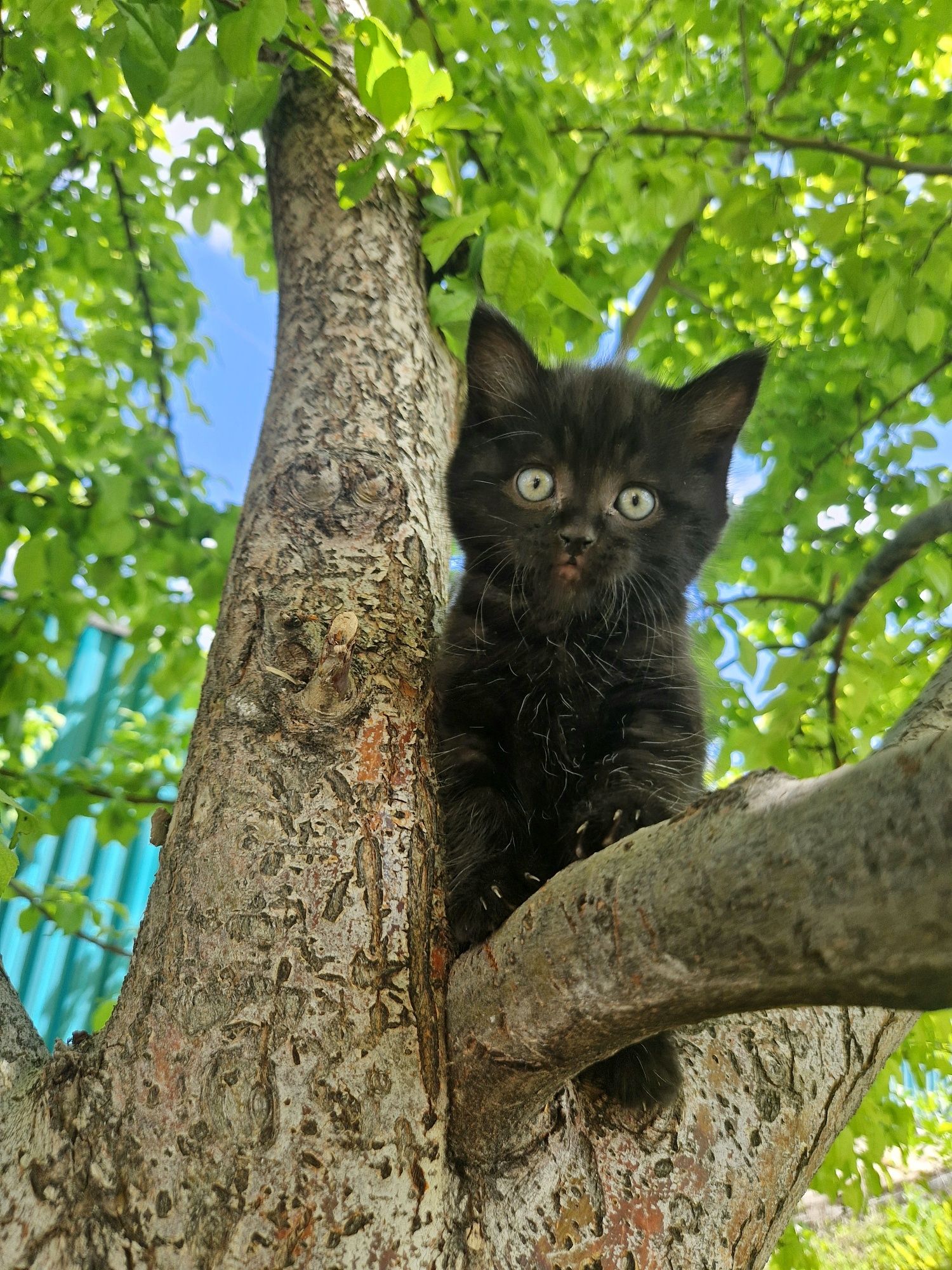 Отдам котёнка в надёжные руки