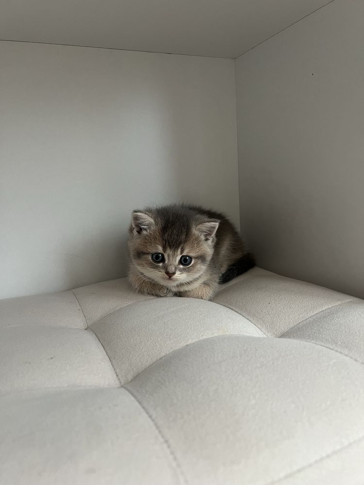 Продаются породистые чистокровные котята.