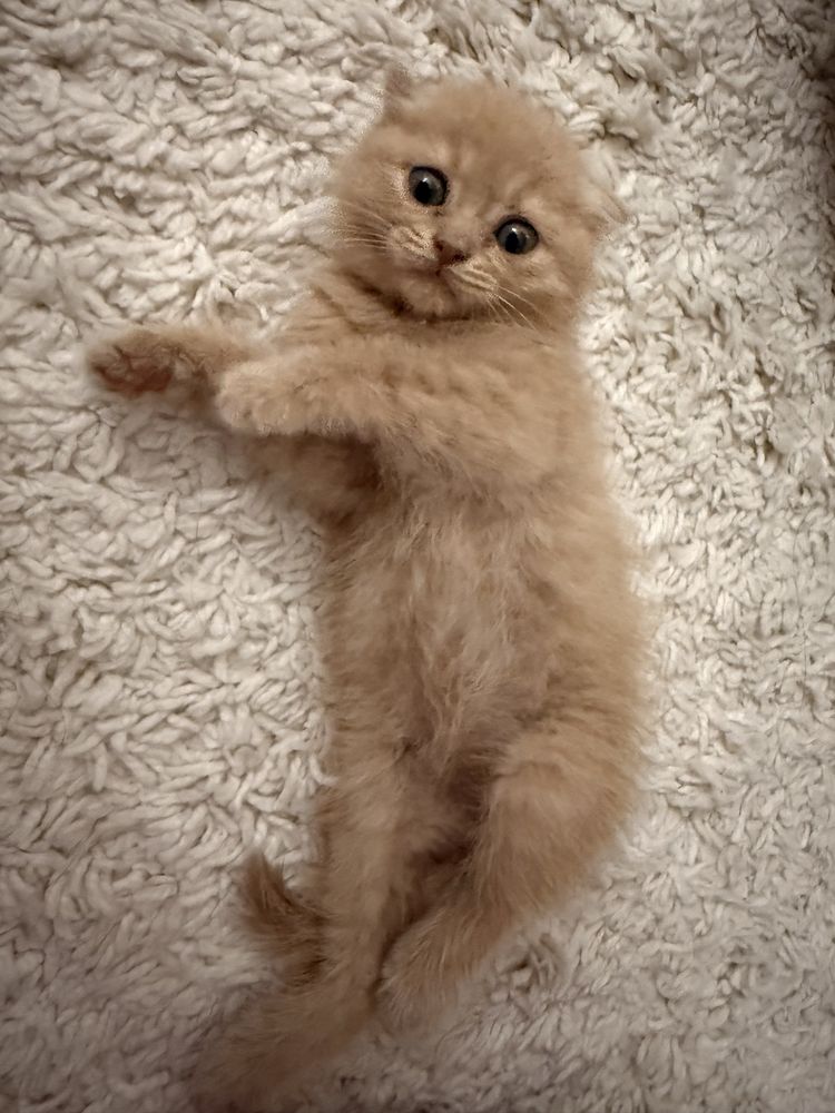 Шотландский вислоухий (Scottish Fold)  1,5 песяца