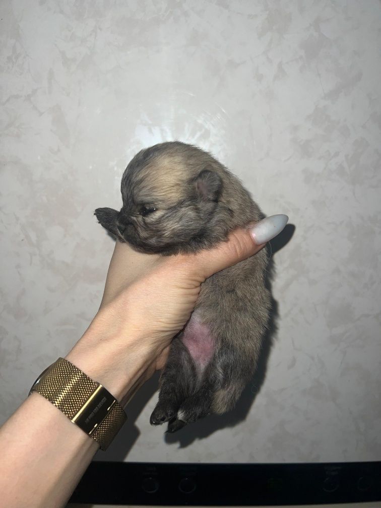 Померанский Шпиц