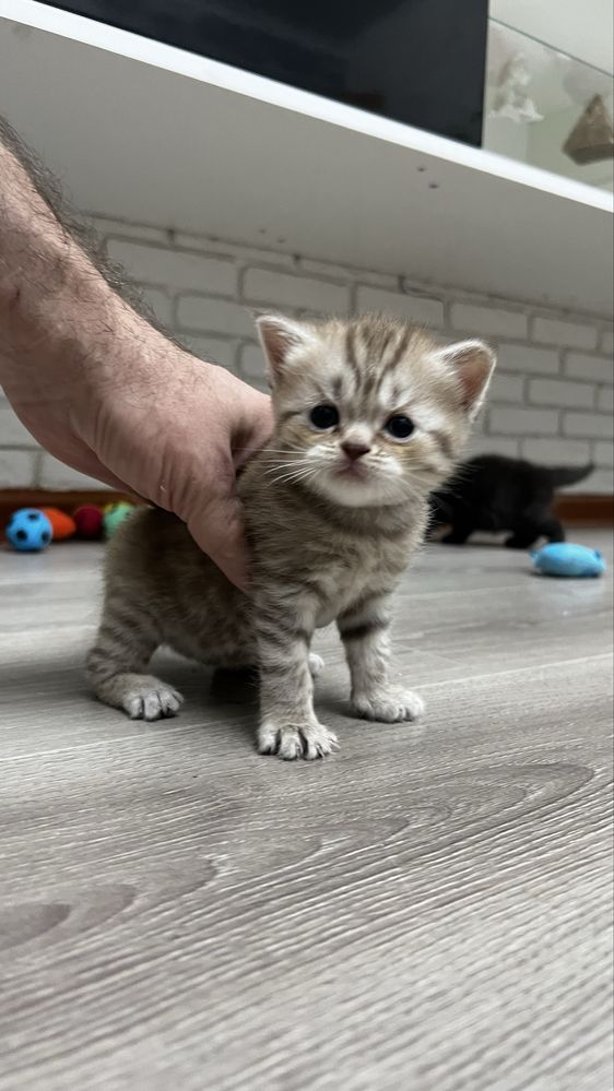 Продам котят вислоушек