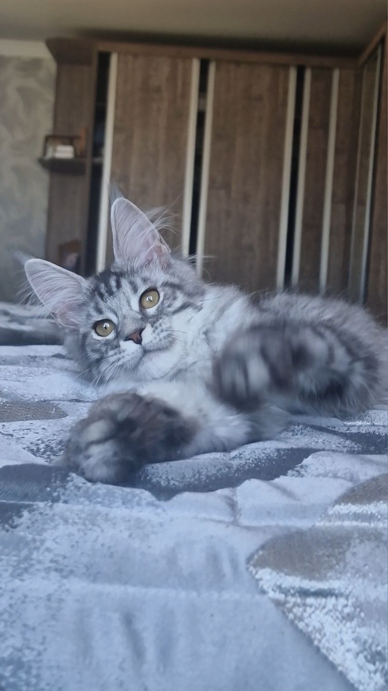 Мейн-кун  котята