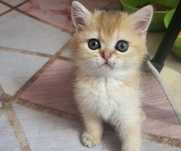 Продаются породистые котята.  1 месяц