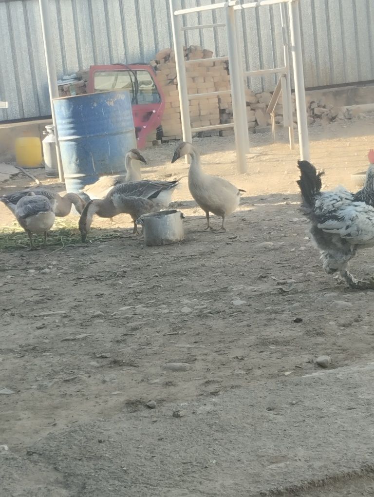 Ассалаумағалейку