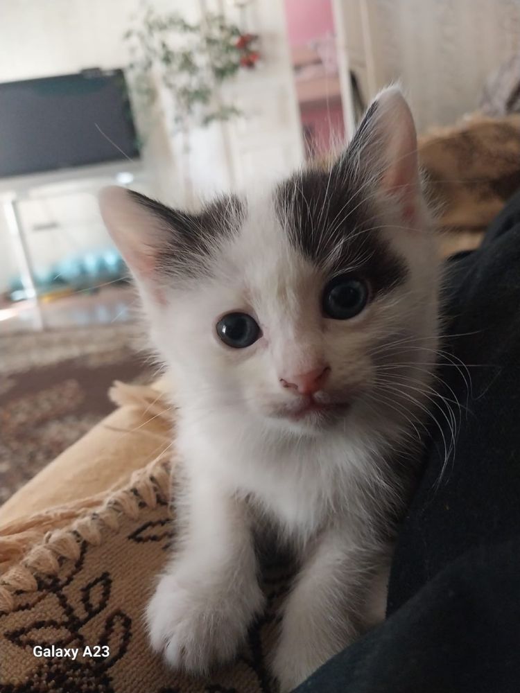 Котята ищут ответвенных и добрых хозяев!