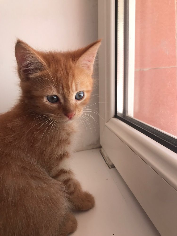 Отдам котят в добрые руки