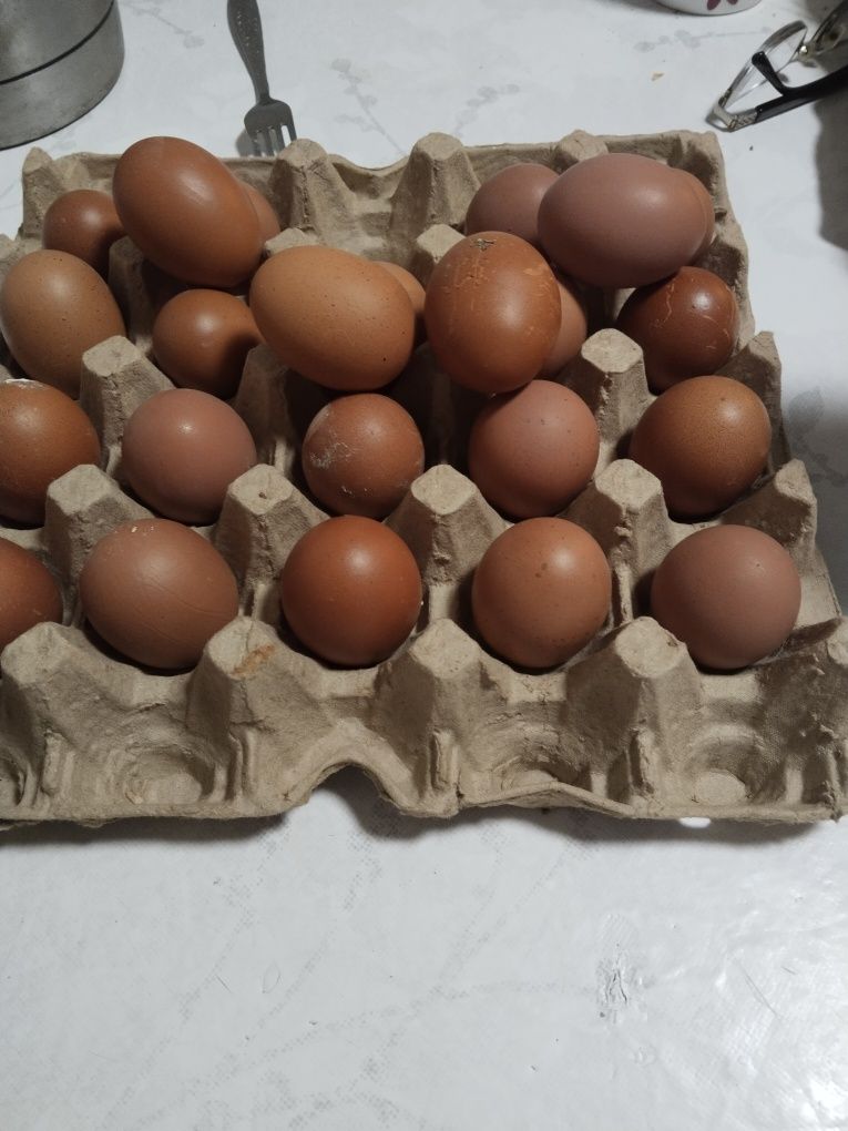 Яйца инкубационные,куриные, всегда свежие..