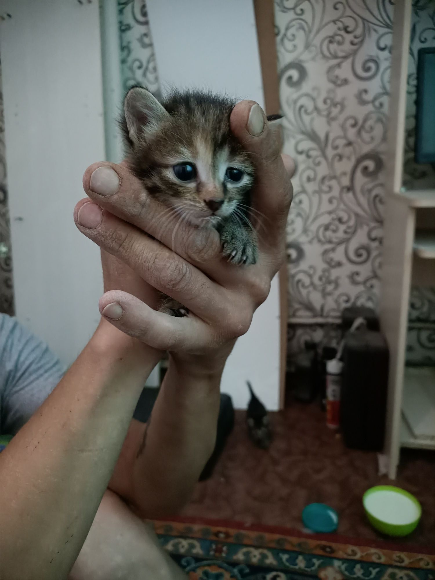 Дарим котят в добрые заботливые руки
