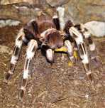 Nhandu chromatus \ Паук-птицеед (Самка)
