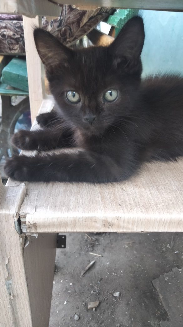 Отдам котят помесь Мей Кун и бенгала 1 мес.