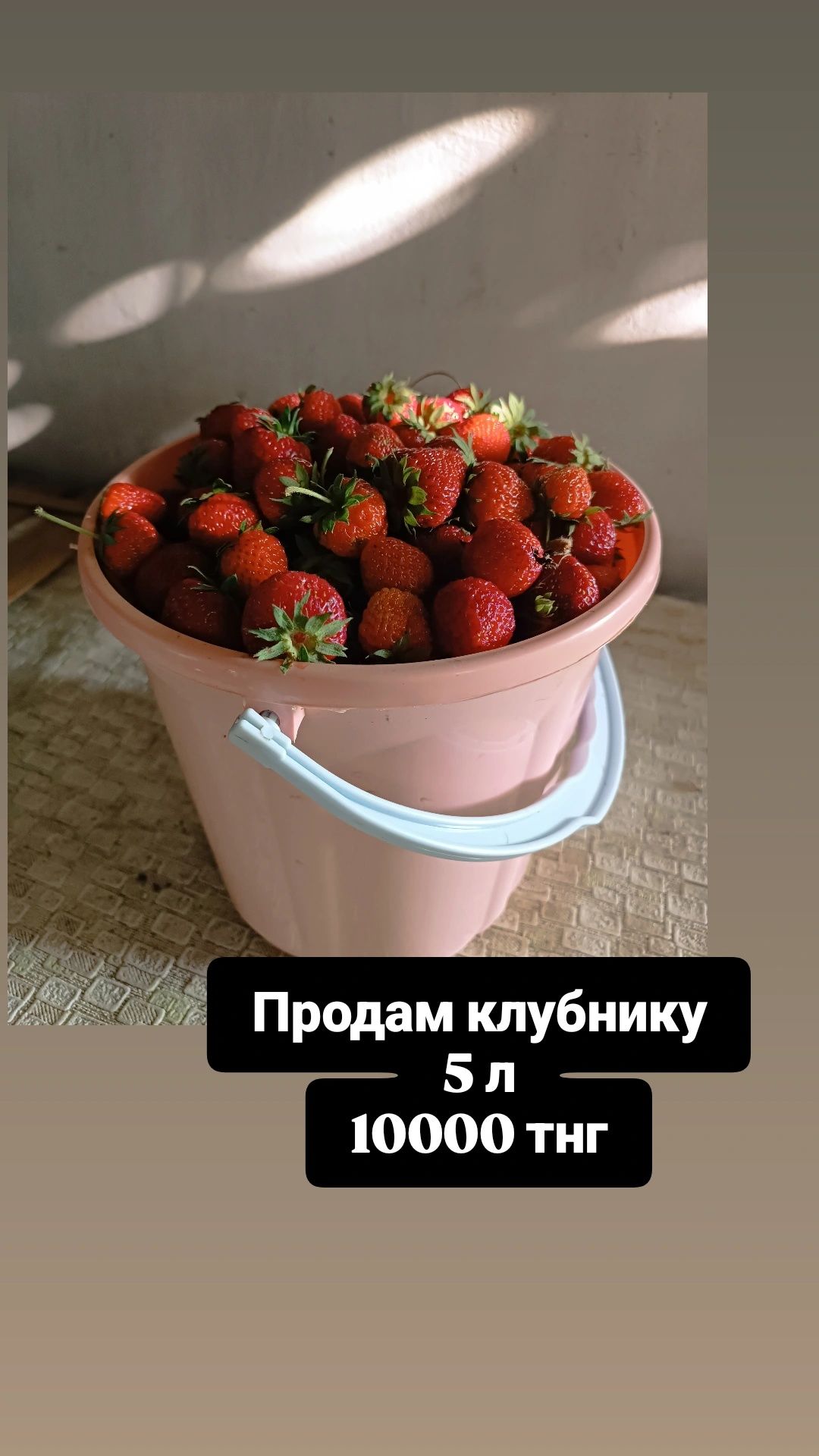 Дачная клубника. Только ведром
