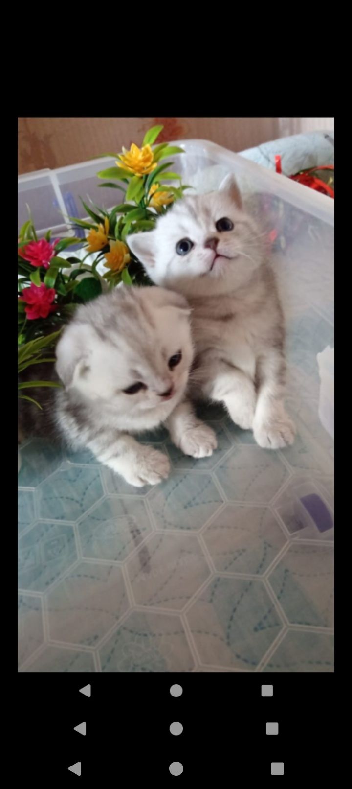 Продам шотландскую кошечку скотиш страйт с документами.