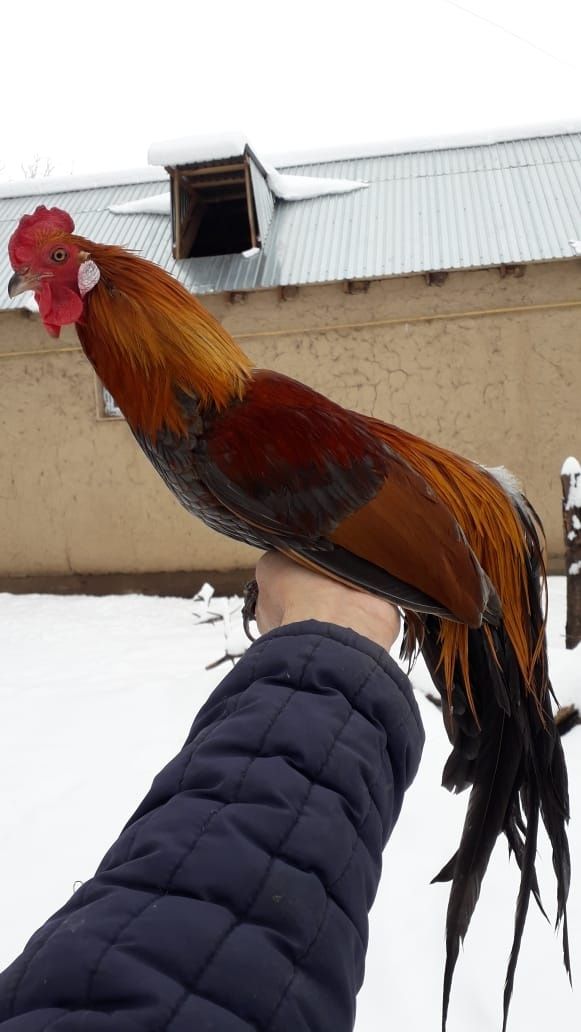 Карликовые куры продажа