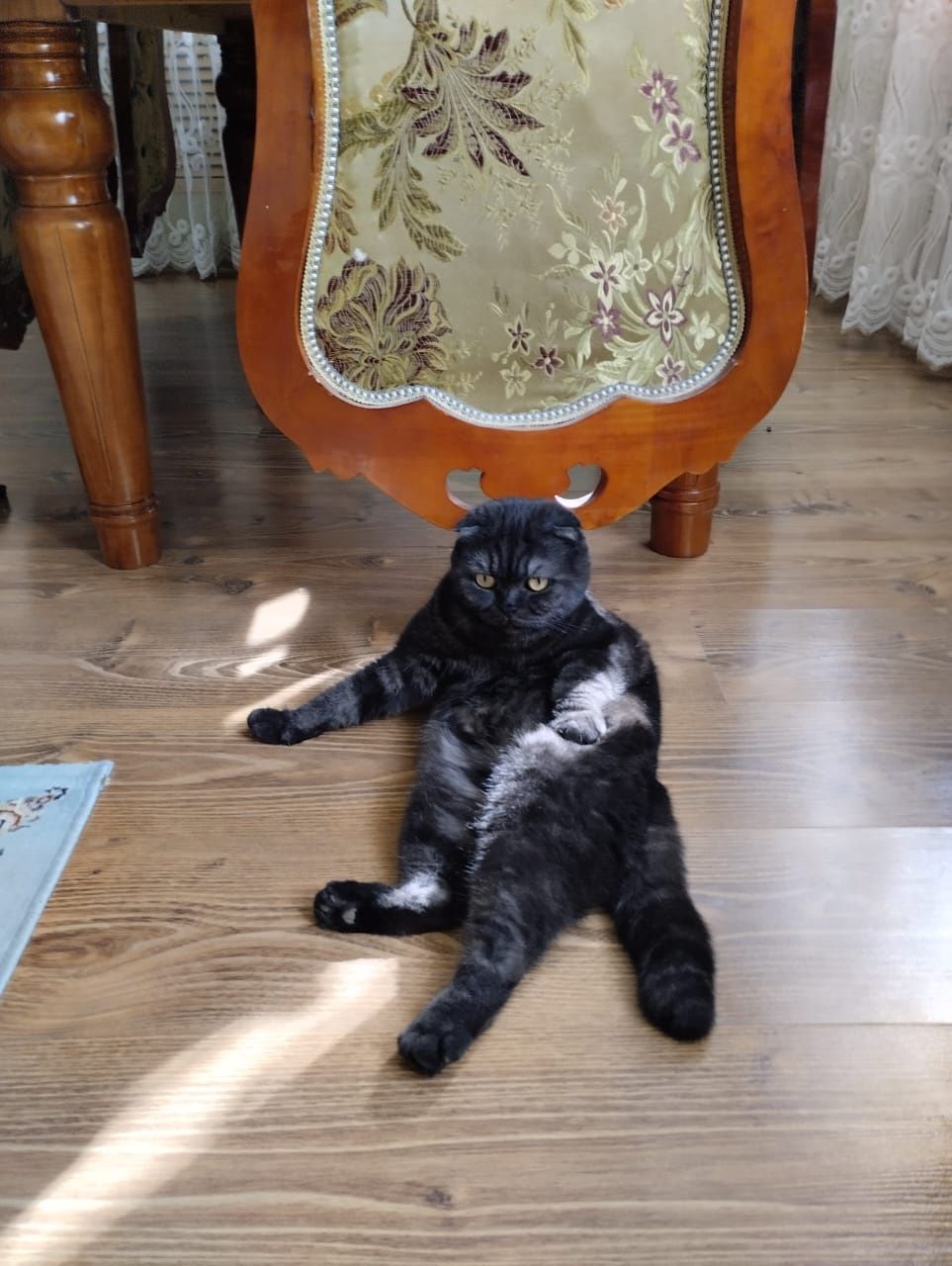 Потерялся кот Шастик