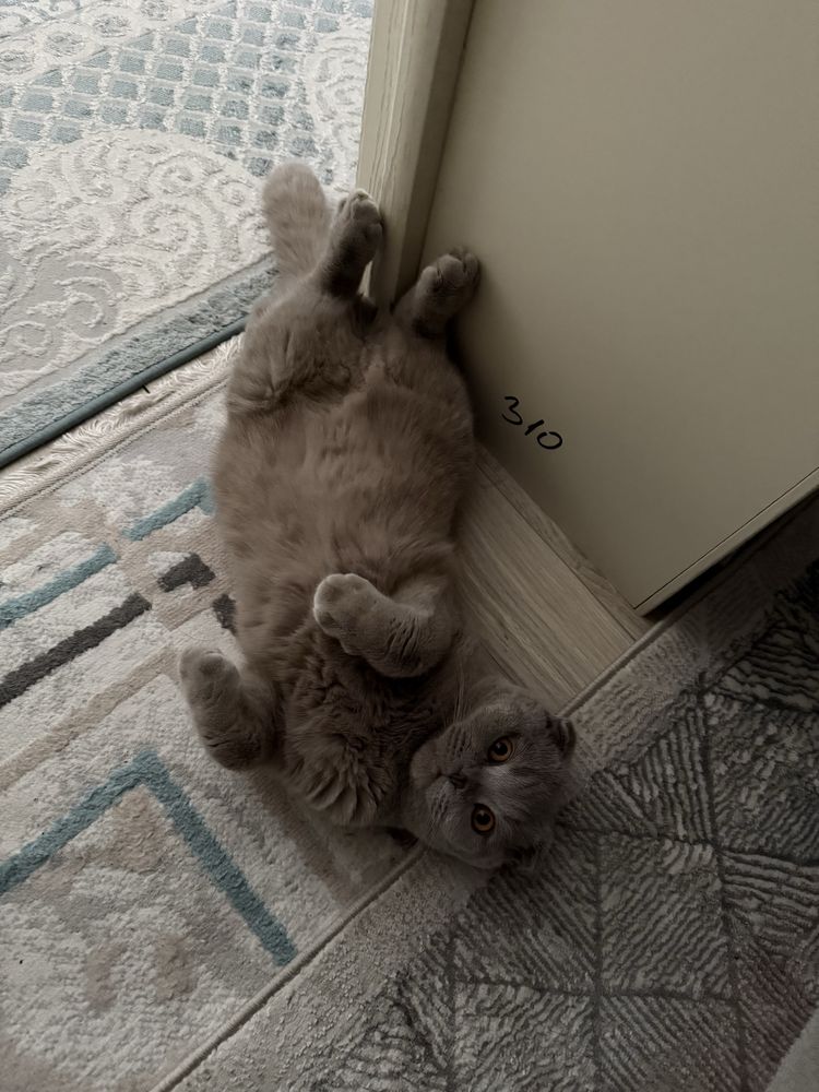 Вязка кот шотландский вислоухий