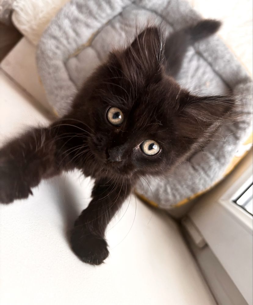 Котенок в добрые руки