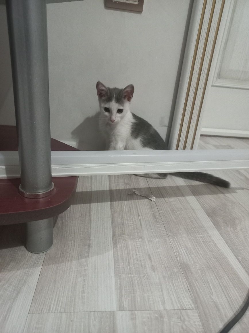 Отдам котят в добрые руки в районе 11мкр