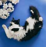 Миниатюрная кошечка